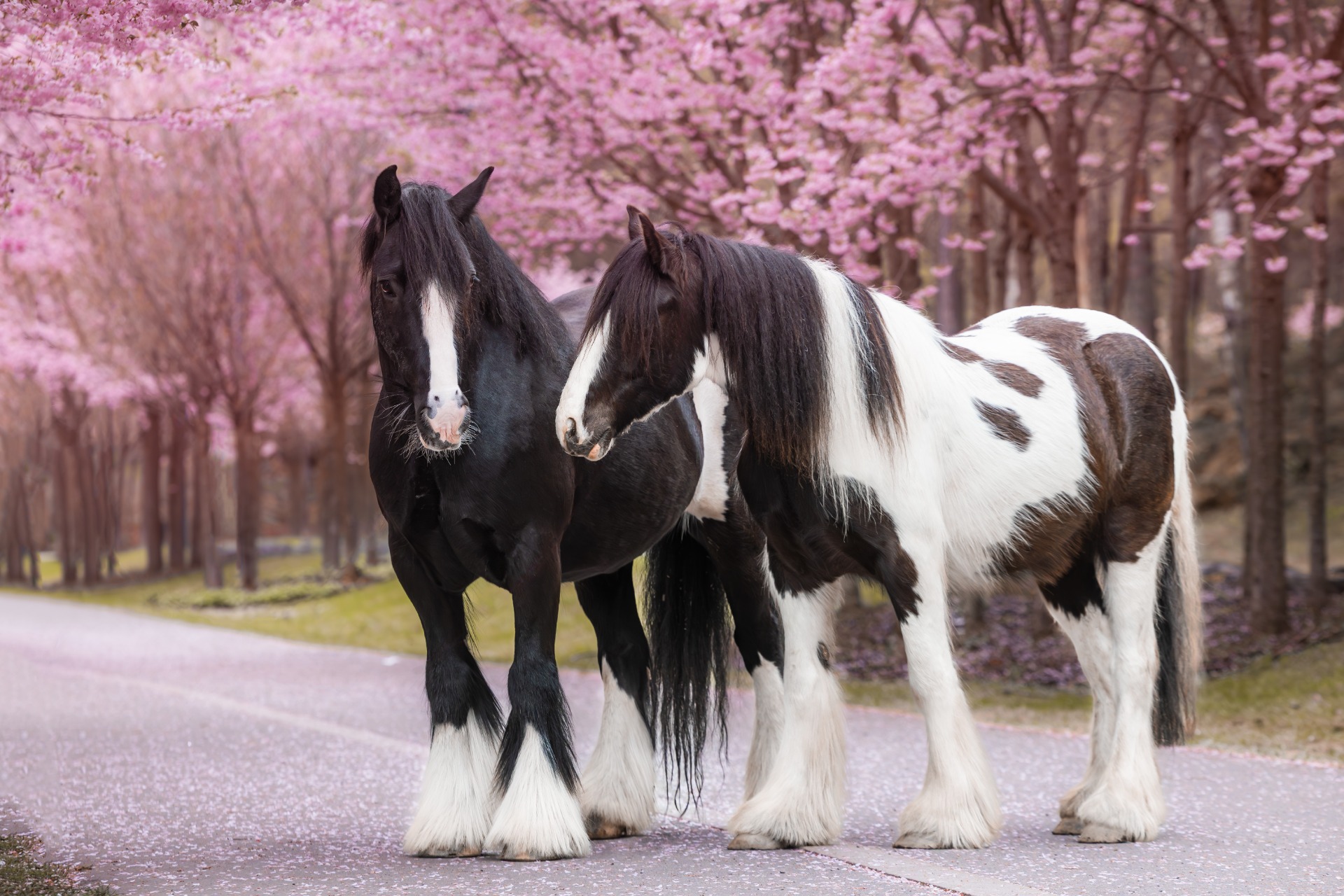 Merlin og Leo, fotograf Ada Marlene Vrolijk